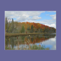 Autumn Swamp postcards