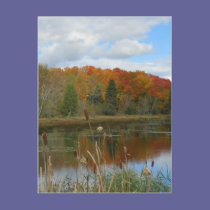 Autumn Swamp postcards