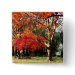 Autumn Sycamore Tree Button