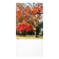 Autumn Sycamore Tree Photo Greeting Card