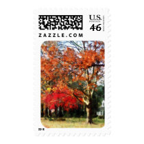Autumn Sycamore Tree Postage