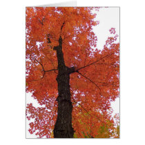 Autumn Tree cards by cleverocity Autumn Tree cards