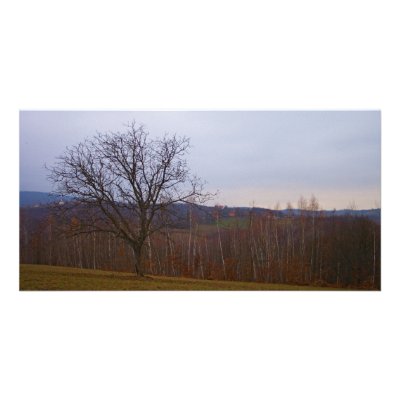 Autumn Tree Personalized Photo Card by dandellion