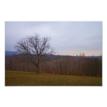 Autumn Tree Photographic Print