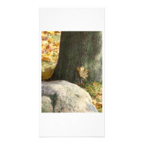 Autumn tree & rock photo cards by BruceMG Autumn tree & rock photo cards