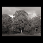 Autumn Trees, Bute Park, Cardiff photography