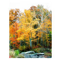 autumn trees by stream posters by dma847 autumn trees by stream posters
