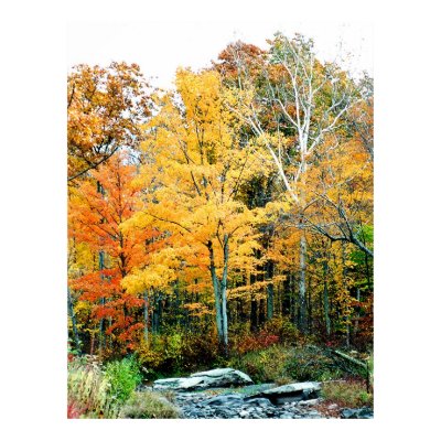 autumn trees by stream poster by dma847