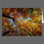 Autumn Trees Greeting Card cards