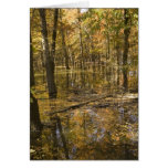 Autumn Trees Near a Lake Greeting Card