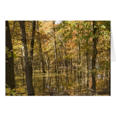 Autumn Trees Near a Lake Card by Alleycatshirts