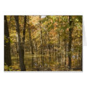Autumn Trees Near a Lake cards