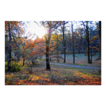 Autumn trees photographic print