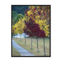 Autumn Trees Postcard