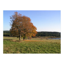 autumn trees posters