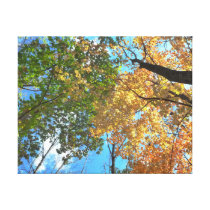 Autumn Treetops Canvas Print