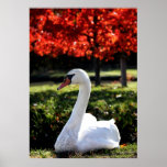 Autumn Trumpeter Swan Resting Poster Print