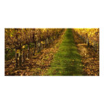 Autumn Vines Photo Card Template