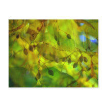 Autumn Vision postcards