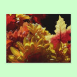 Autumn Warmth postcards