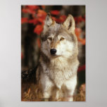 Autumn Wolf Posters