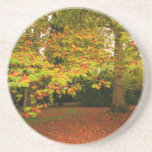 Autumn Woodland Coaster