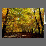 Autumn Woods Greeting Card cards