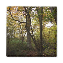 Autumn Woods Magnet