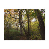 Autumn Woods Postcard postcards