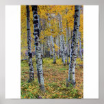 Autumn Woods Print