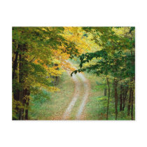 Autumnal Forest Trail East texas postcards