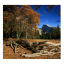 AutumnCooksMeadow posters