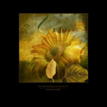 autumns dream posters