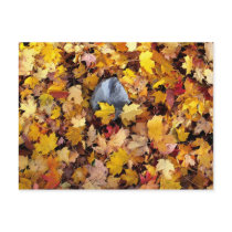 Autumns end postcards