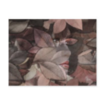 Autumn's Face postcards
