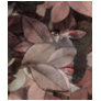 Autumn's Face