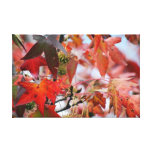Autumns maple leaves gift canvas print