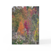 Autumn's Palette cards