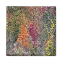 Autumn's Palette Magnet