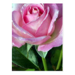 Autumn's Rose Postcard
