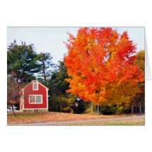 AUTUMNS SPLENDOR GREETING CARDS