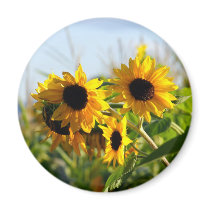 Autumns Tattered Beauty Faded Sunflowers Magnet