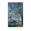 Avenue of Dreams posters