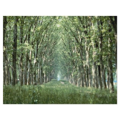 Avenue of Plane Trees, park of Chateau, Versailles Flyer Design by beautifulclicks
