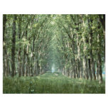 Avenue of Plane Trees, park of Chateau, Versailles flyers