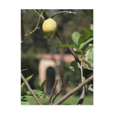 avere sapore il limoncello postcard by pattirm1