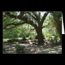 Avery Island moss covered tree cards