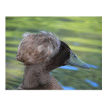 Aves acuáticas del lago lynx tarjeta postal
