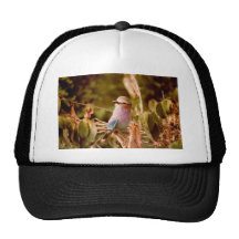Aviary Hat