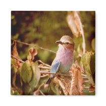 Aviary magnets